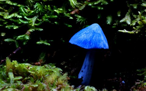 Entoloma hochstetteri