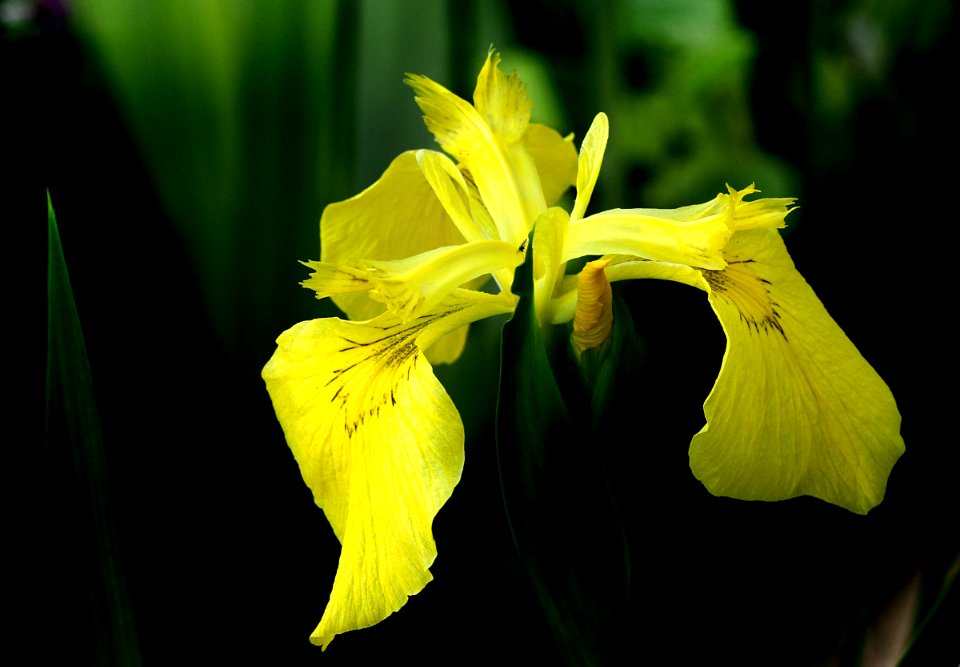 Yellow Iris (Iris pseudacorus)
