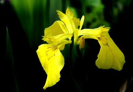 Yellow Iris (Iris pseudacorus) photo