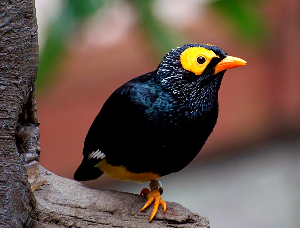 Yellow faced Myna. (Eolophus roseicapilla)