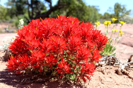 Early Paintbrush