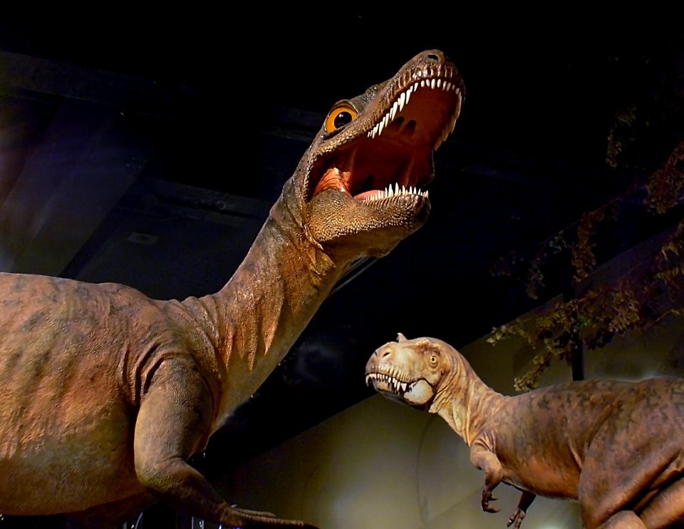 T Rex Canada's Dinosaur Museum.