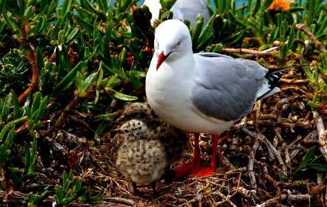 Red Billed Gull And Chick. photo