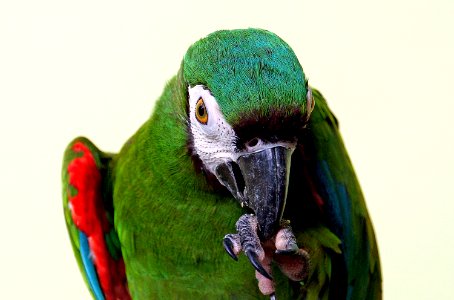 Severe Macaw photo