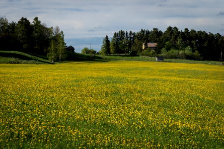 Dandelions photo