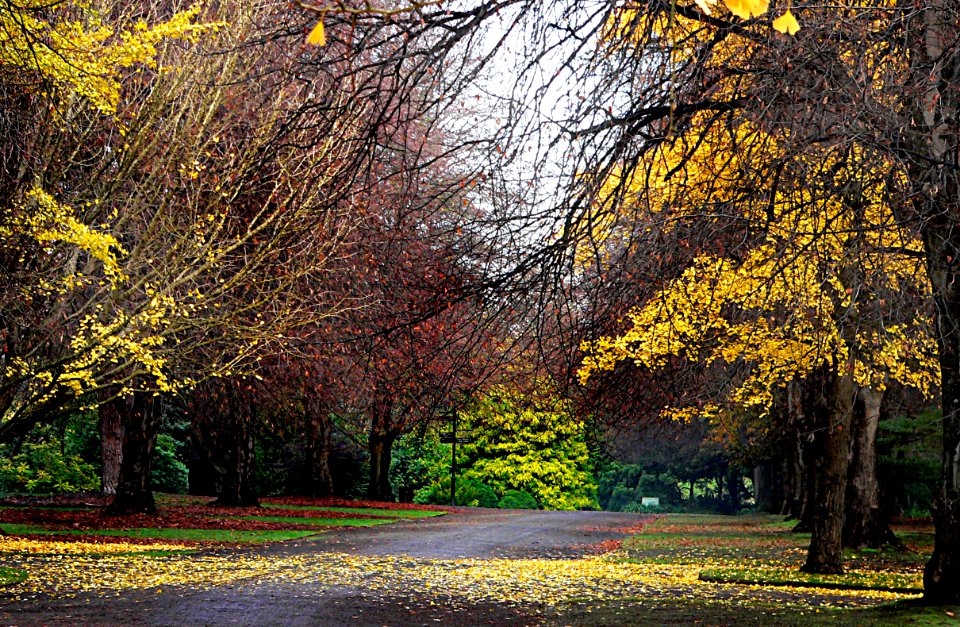 Hagley Park. Christchurch New Zealand. photo