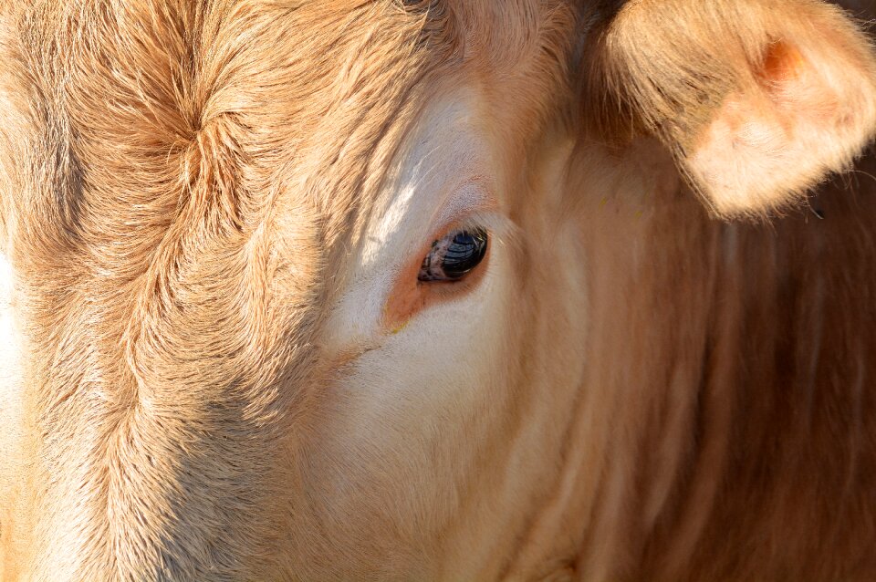 Dam agriculture livestock