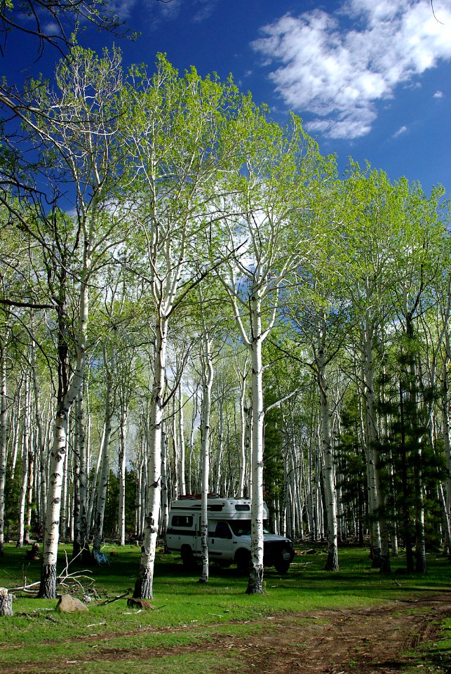 12 - Pleasant Creek aspen grove - 01