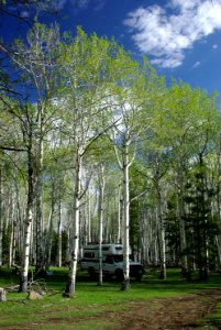 12 - Pleasant Creek aspen grove - 01
