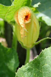 Flower flower buds gardening