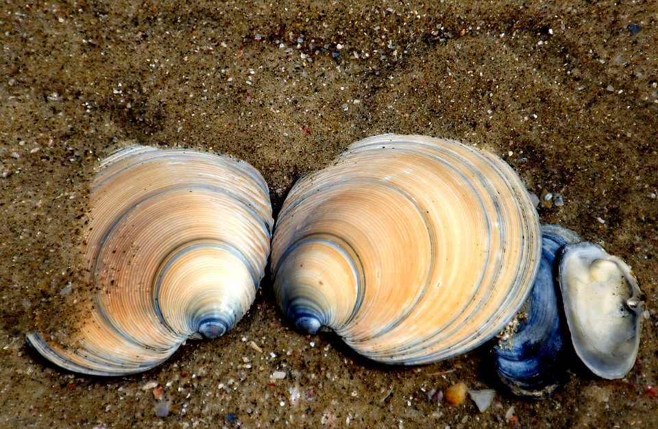 Dosinia anus (ringed venus shell)