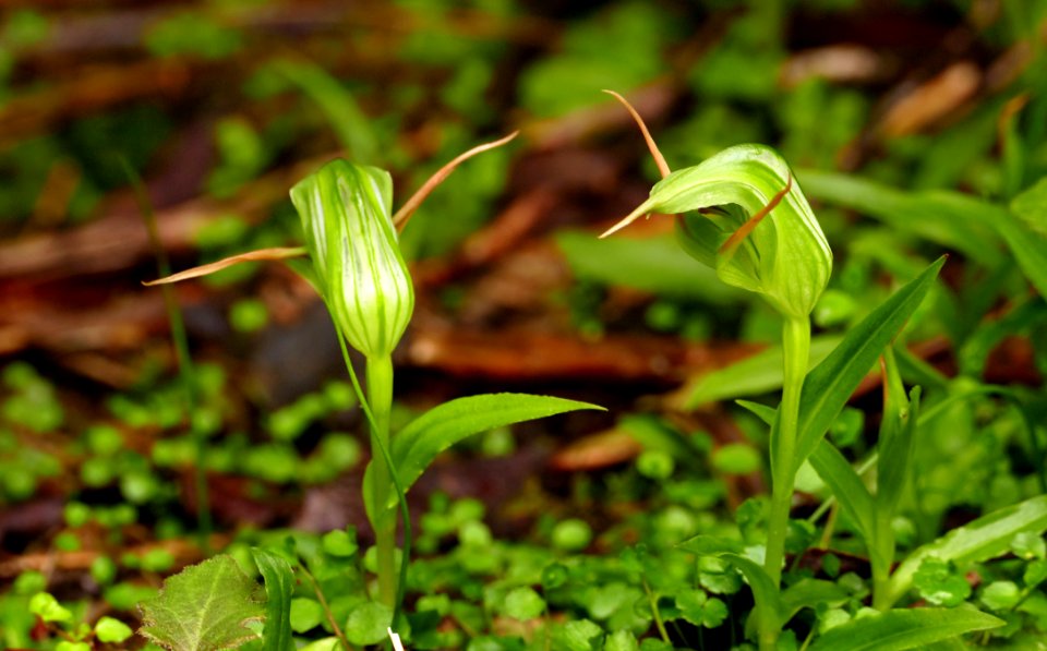 Greenhood orchids (Pterostylis species)
