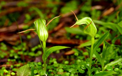 Greenhood orchids (Pterostylis species) photo