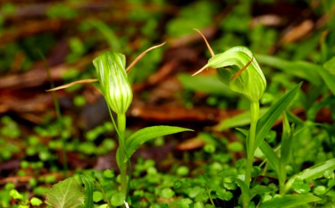 Greenhood orchids (Pterostylis species)