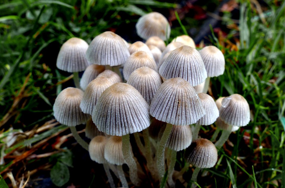 Coprinellus disseminatus (Fairies Bonnets)