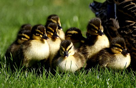 Ducklings. (12) photo
