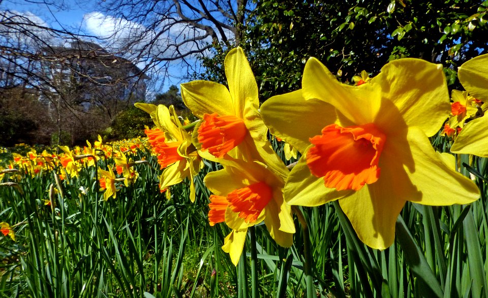 Daffodils.