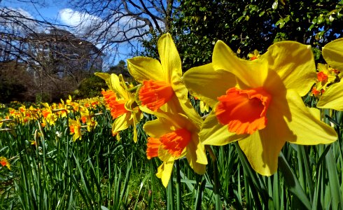 Daffodils. photo