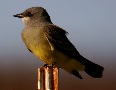 KINGBIRD, CASSIN'S (1-9-06) san luis obispo, slo co, ca photo