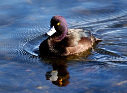 Scaup photo