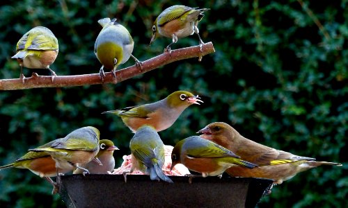 Waxeyes at the feeder.