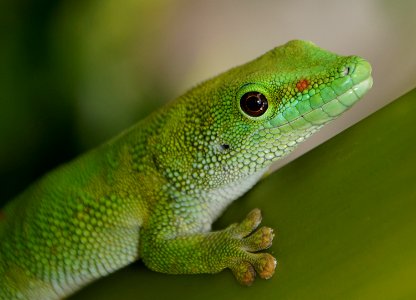 Madagascan Day Gecko (6) photo