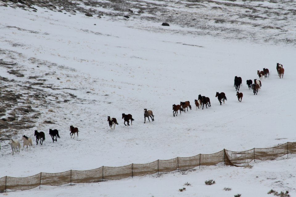 Swasey Wild Horse Gather: Feb 12, 2013