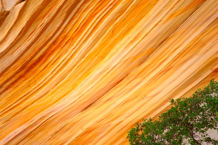 Manzanita and Sandstone