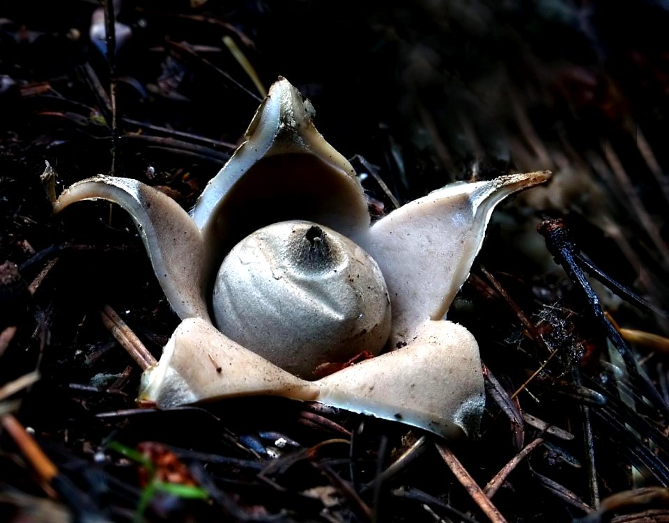 Earth stars (Geastrum)