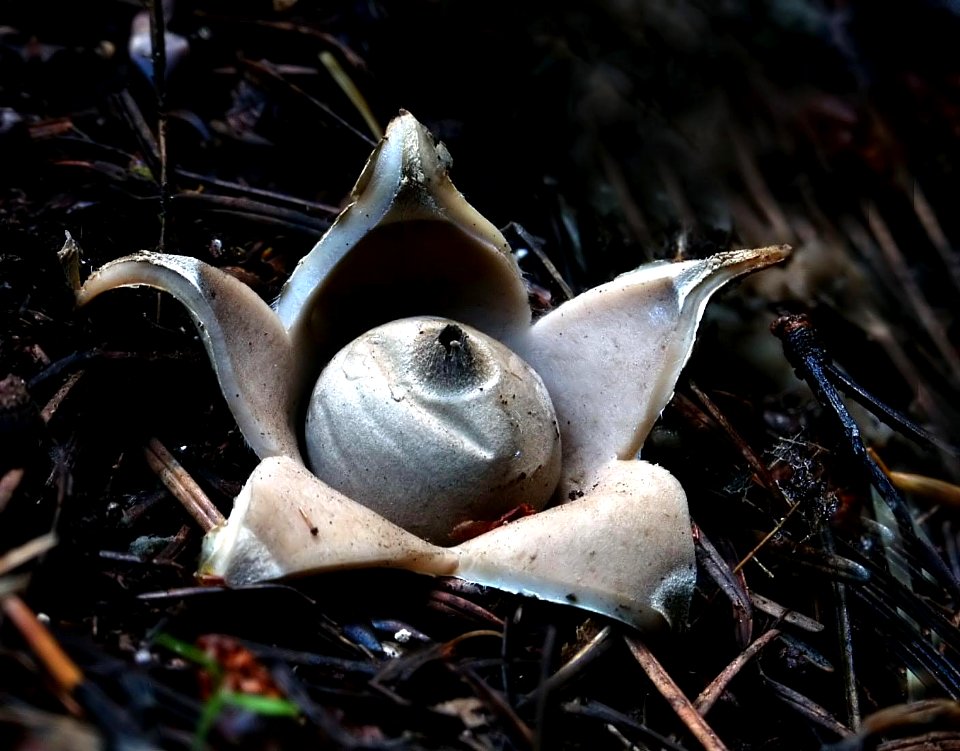 Earth stars (Geastrum) photo