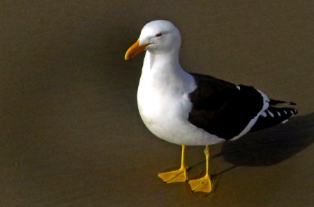 Black backed gull. photo