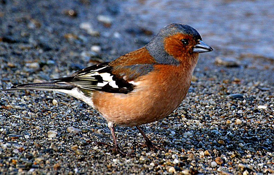 The Chaffinch