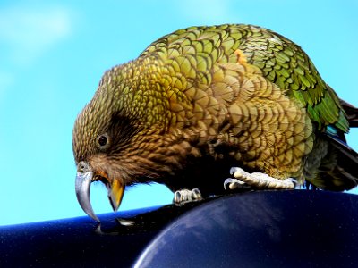 The Kea (17) photo