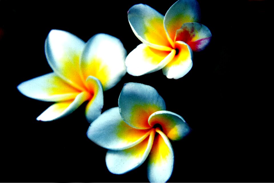 Bunch floral design