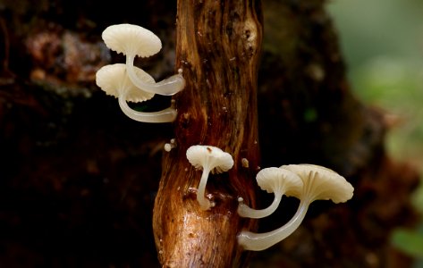 Oudemansiella Australis