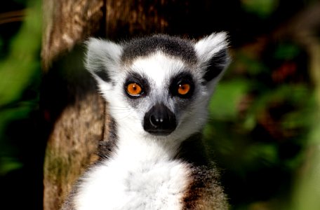 Ring-tailed lemur