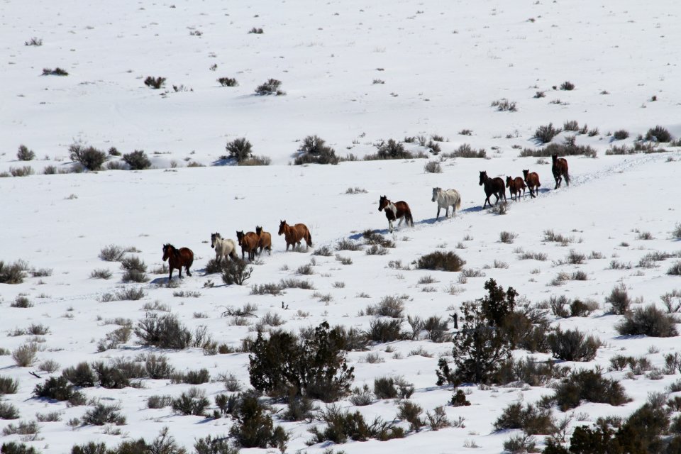 Swasey Wild Horse Gather Day 3: 2/14/13