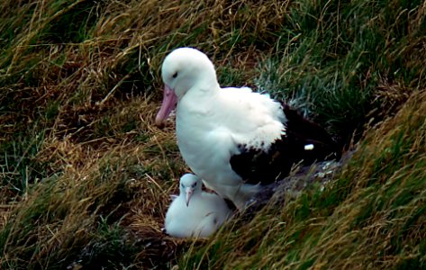 The northern royal albatross. (Diomedea sanfordi)