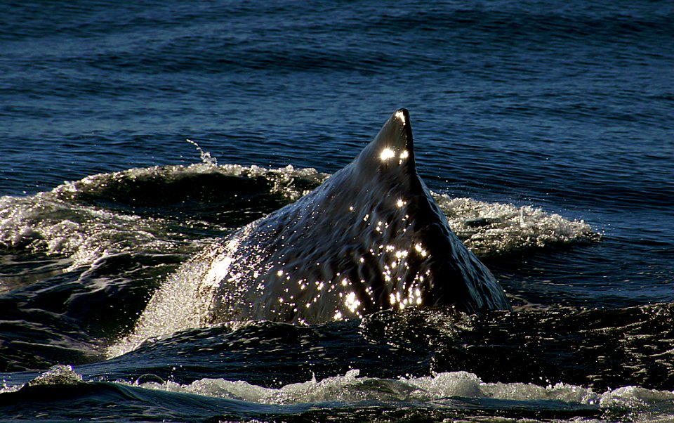 Sperm Whale. New Zealand