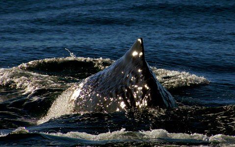 Sperm Whale. New Zealand photo