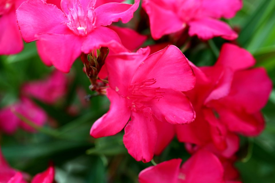 Les fleurs du solstice
