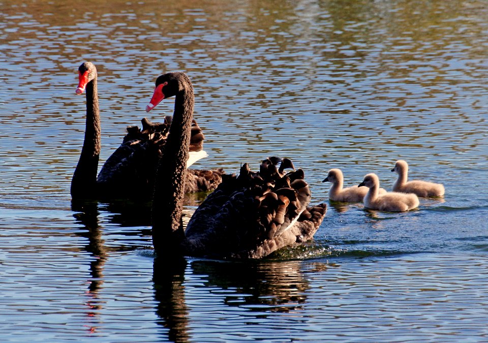 Black Swans. (Cygnus atratus) photo