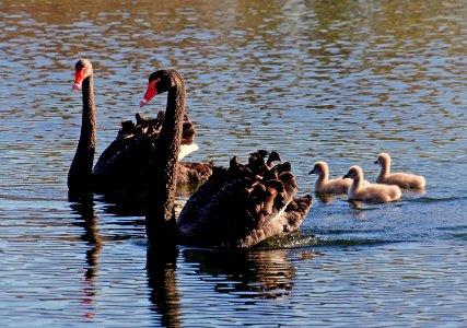 Black Swans. (Cygnus atratus)