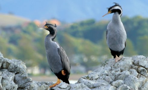 Spotted Shags. NZ photo