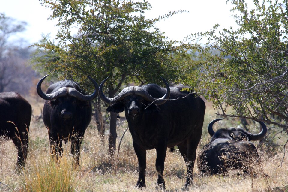 Africa wild animals bison