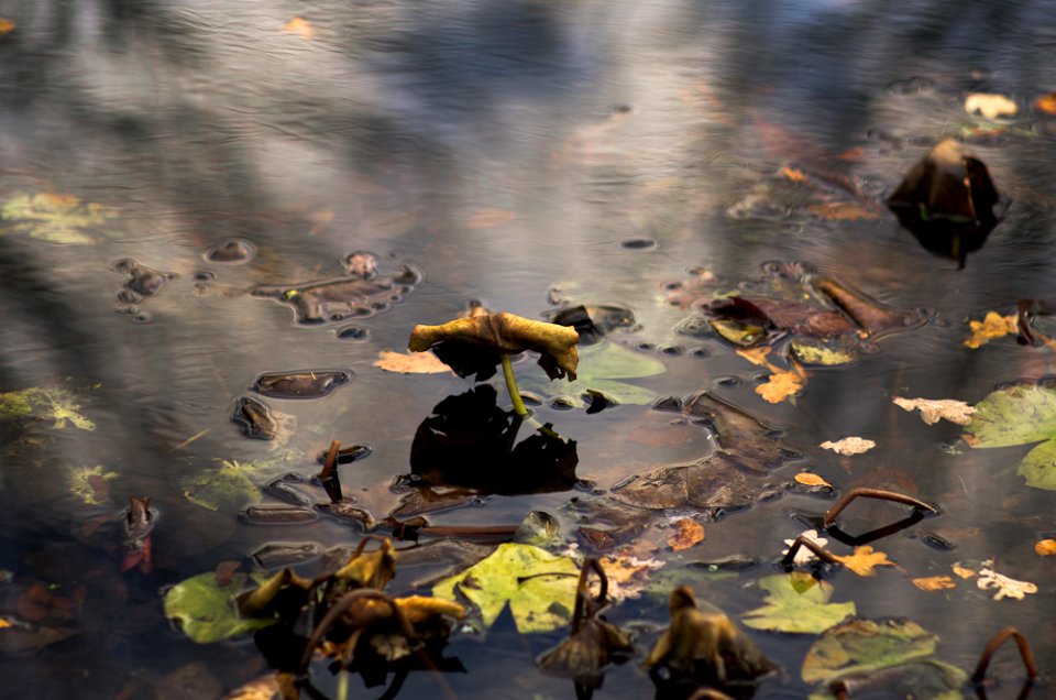 the leave and the puddle