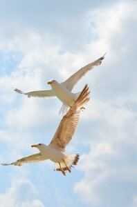 Flight wings sky