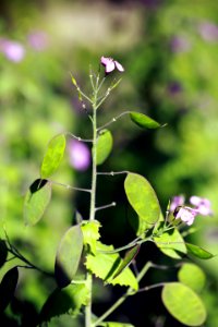 Fleurs de lunaires et leurs jeunes fruits photo