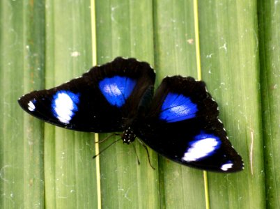 Gaint egg fly Hypolmnas Bolina