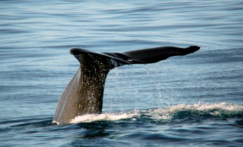 Sperm Whale. photo